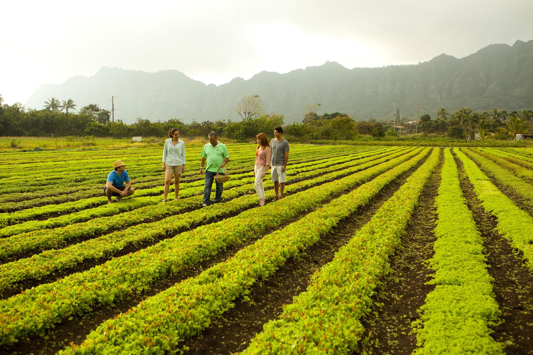 Farm and Agriculture Tours in Hawaii Go Hawaii